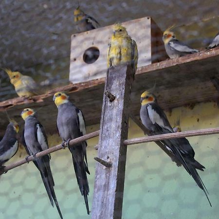 Pousada Central カボ・フリオ エクステリア 写真